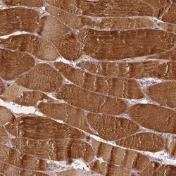 Invitrogen MROH6 Polyclonal Antibody 100 &mu;L | Buy Online | Invitrogen&trade; | Fisher Scientific