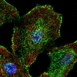 Invitrogen DMWD Polyclonal Antibody 100 &mu;L; Unconjugated:Antibodies,