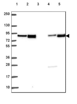Invitrogen DMWD Polyclonal Antibody 100 &mu;L; Unconjugated:Antibodies,