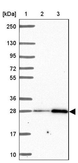 Invitrogen SLC22A18AS Polyclonal Antibody 100 &mu;L; Unconjugated:Antibodies,