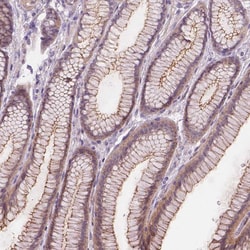 Invitrogen GLT8D4 Polyclonal Antibody 100 &mu;L; Unconjugated:Antibodies,