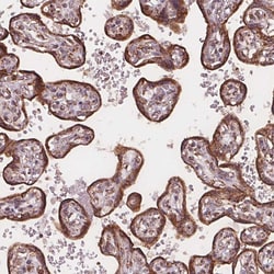 Invitrogen PLSCR3 Polyclonal Antibody 100 &mu;L; Unconjugated:Antibodies,