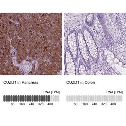 Invitrogen CUZD1 Polyclonal Antibody 100 &mu;L; Unconjugated:Antibodies,