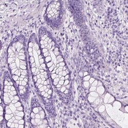 Invitrogen CUZD1 Polyclonal Antibody 100 &mu;L; Unconjugated:Antibodies,