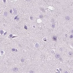 Invitrogen CUZD1 Polyclonal Antibody 100 &mu;L; Unconjugated:Antibodies,