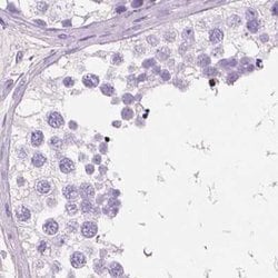 Invitrogen CUZD1 Polyclonal Antibody 100 &mu;L; Unconjugated:Antibodies,