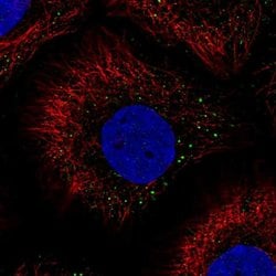 Invitrogen PHGR1 Polyclonal Antibody 100 &mu;L; Unconjugated:Antibodies,