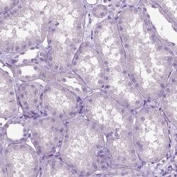 Invitrogen PHGR1 Polyclonal Antibody 100 &mu;L; Unconjugated:Antibodies,