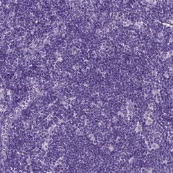 Invitrogen PHGR1 Polyclonal Antibody 100 &mu;L; Unconjugated:Antibodies,