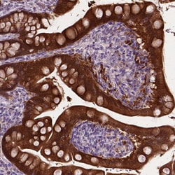 Invitrogen PHGR1 Polyclonal Antibody 100 &mu;L; Unconjugated:Antibodies,