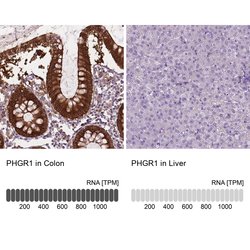 Invitrogen PHGR1 Polyclonal Antibody 100 &mu;L; Unconjugated:Antibodies,