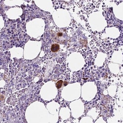 Invitrogen EBLN2 Polyclonal Antibody 100 &mu;L; Unconjugated:Antibodies,