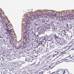Invitrogen MMP27 Polyclonal Antibody 100 &mu;L; Unconjugated:Antibodies,