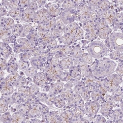 Invitrogen PRR35 Polyclonal Antibody 100 &mu;L; Unconjugated:Antibodies,