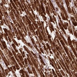 Invitrogen MTCO1 Polyclonal Antibody 100 &mu;L; Unconjugated:Antibodies,
