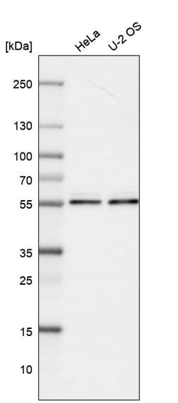 Invitrogen MTCO1 Polyclonal Antibody 100 &mu;L; Unconjugated:Antibodies,