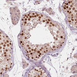 IFFO1 Polyclonal Antibody:Antibodies, Polyclonal
