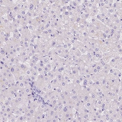 Invitrogen Motilin Polyclonal Antibody 100 &mu;L; Unconjugated:Antibodies,
