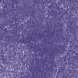 Invitrogen Motilin Polyclonal Antibody 100 &mu;L; Unconjugated:Antibodies,