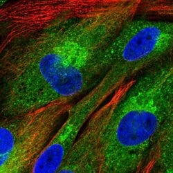 Invitrogen FAM114A1 Polyclonal Antibody 100 &mu;L; Unconjugated:Antibodies,
