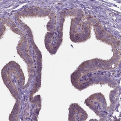 Invitrogen FAM114A1 Polyclonal Antibody 100 &mu;L; Unconjugated:Antibodies,