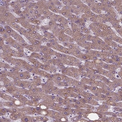 Invitrogen FAM114A1 Polyclonal Antibody 100 &mu;L; Unconjugated:Antibodies,