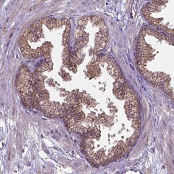 Invitrogen FAM114A1 Polyclonal Antibody 100 &mu;L; Unconjugated:Antibodies,