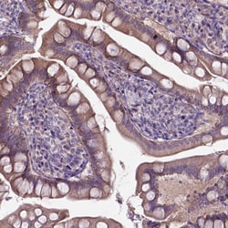 Invitrogen FAM114A1 Polyclonal Antibody 100 &mu;L; Unconjugated:Antibodies,