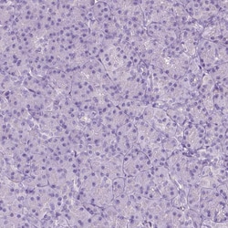 Invitrogen ASPG Polyclonal Antibody 100 &mu;L; Unconjugated:Anticorps,