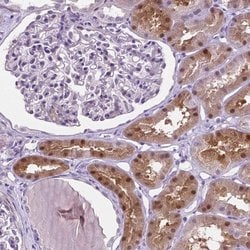 Invitrogen ASPG Polyclonal Antibody 100 &mu;L; Unconjugated:Anticorps,