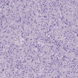 Invitrogen ASPG Polyclonal Antibody 100 &mu;L; Unconjugated:Anticorps,