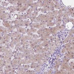 Invitrogen ASPG Polyclonal Antibody 100 &mu;L; Unconjugated:Anticorps,