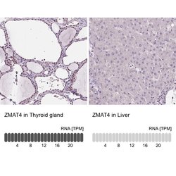 Invitrogen ZMAT4 Polyclonal Antibody 100 &mu;L; Unconjugated:Antibodies,
