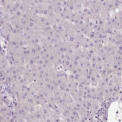 Invitrogen ZMAT4 Polyclonal Antibody 100 &mu;L; Unconjugated:Antibodies,