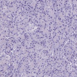 Invitrogen FAM124B Polyclonal Antibody 100 &mu;L; Unconjugated:Antibodies,