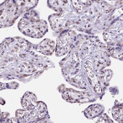Invitrogen FAM124B Polyclonal Antibody 100 &mu;L; Unconjugated:Antibodies,