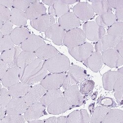 Invitrogen FAM124B Polyclonal Antibody 100 &mu;L; Unconjugated:Antibodies,