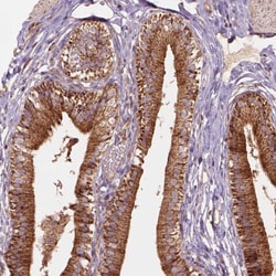 Invitrogen VARS2 Polyclonal Antibody 100 &mu;L; Unconjugated:Anticorps,