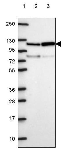 Invitrogen VARS2 Polyclonal Antibody 100 &mu;L; Unconjugated:Antikroppar