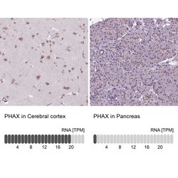 Invitrogen PHAX Polyclonal Antibody 100 &mu;L; Unconjugated:Antibodies,