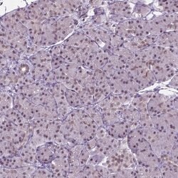 Invitrogen PHAX Polyclonal Antibody 100 &mu;L; Unconjugated:Antibodies,