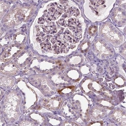 Invitrogen SPECC1L Polyclonal Antibody 100 &mu;L; Unconjugated:Antibodies,