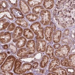 Invitrogen MORN1 Polyclonal Antibody 100 &mu;L; Unconjugated:Antibodies,