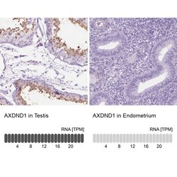 Invitrogen C1orf125 Polyclonal Antibody 100 &mu;L; Unconjugated:Antibodies,