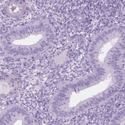Invitrogen C1orf125 Polyclonal Antibody 100 &mu;L; Unconjugated:Antibodies,