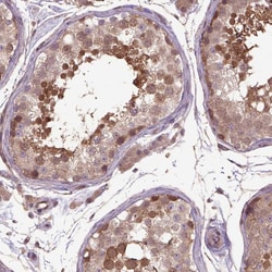 Invitrogen HSPBP1 Polyclonal Antibody 100 &mu;L; Unconjugated:Antibodies,