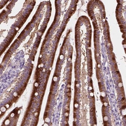 Invitrogen™ NOXO1 Polyclonal Antibody