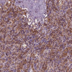 Invitrogen Cytohesin 4 Polyclonal Antibody 100 &mu;L; Unconjugated:Antibodies,