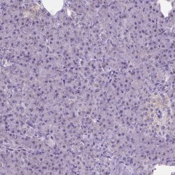 Invitrogen CSPG5 Polyclonal Antibody 100 &mu;L; Unconjugated:Antibodies,