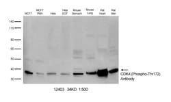 Invitrogen Phospho-CDK4 (Thr172) Polyclonal Antibody 100 &mu;L | Buy Online | Invitrogen&trade; | Fisher Scientific
